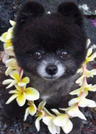 Pom with flowers